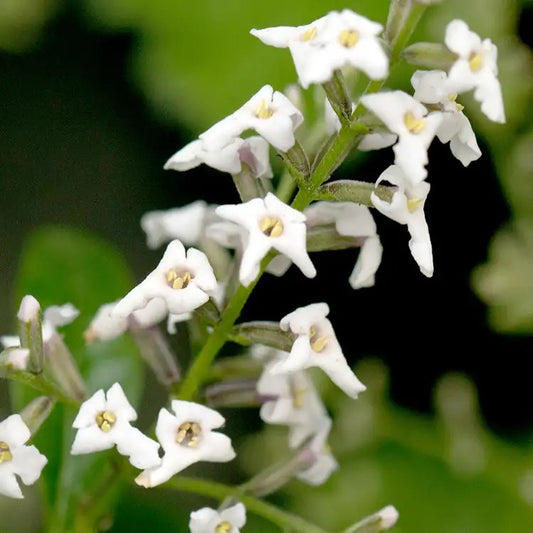 Lemon Verbena Scented Candle