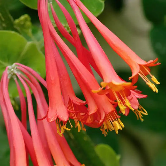 Wild Honeysuckle Scented Candle
