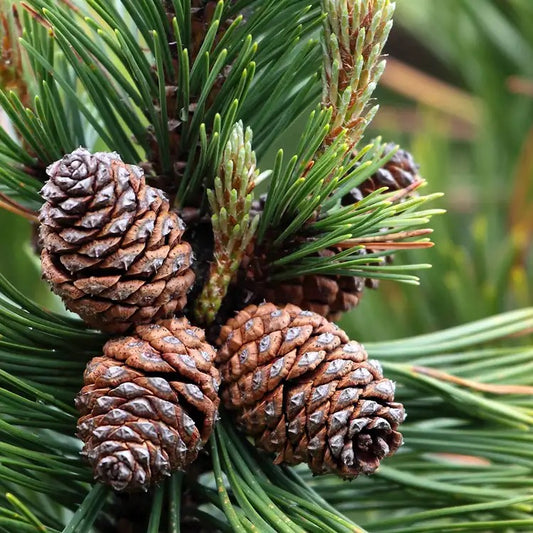 Mountain Pine Scented Candle