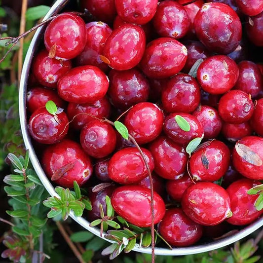 Cranberry Creek Scented Candle
