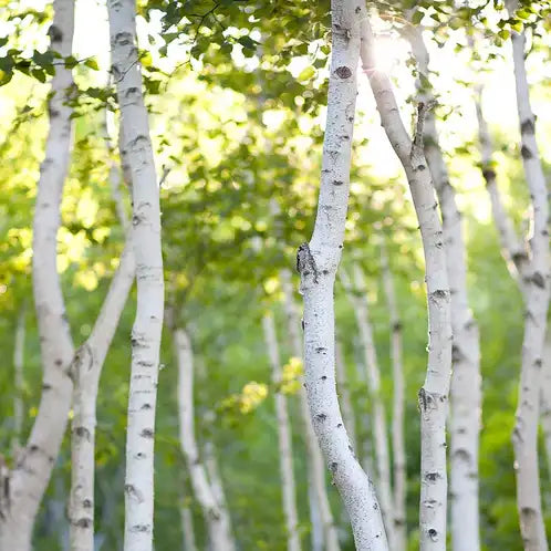 White Birch Jar Candle